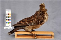 藏品(金背鳩)的圖片